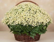 Цветочная композиция из Ромашки в корзине #REPLACE_PRED# Абдулино