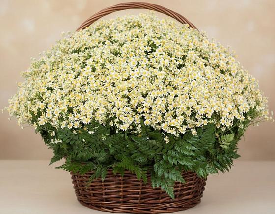 Цветочная композиция из Ромашки в корзине в Абдулино