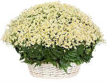 Цветочная композиция из Ромашки в корзине #REPLACE_PRED# Абдулино